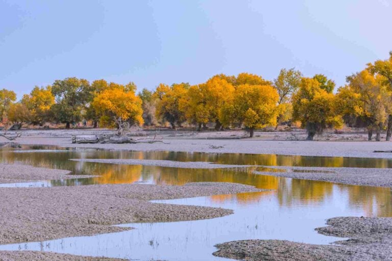 Tarim Poplar Forest