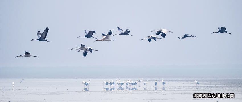 Poyang-Lake-01