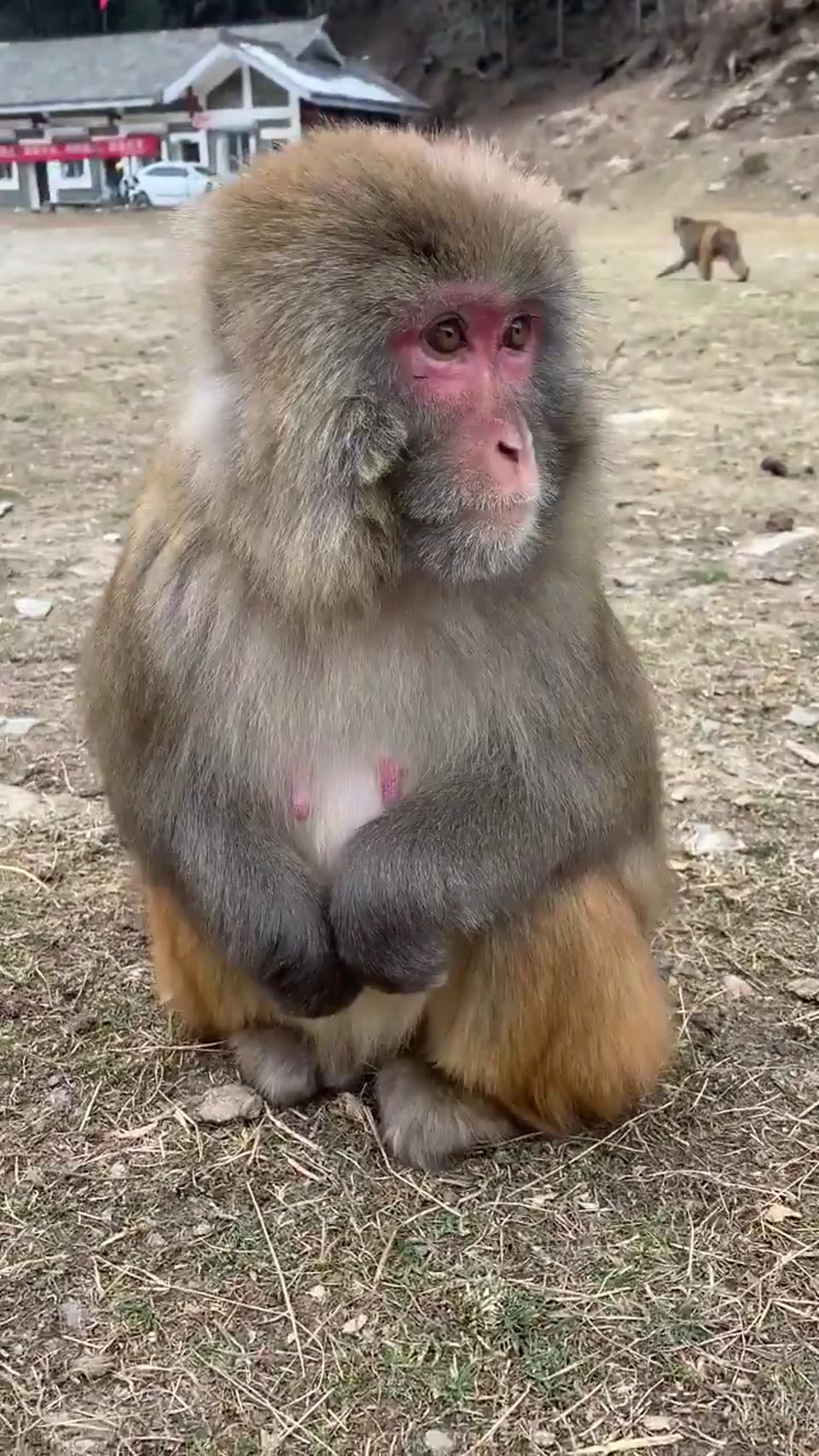 Hello,monkey
