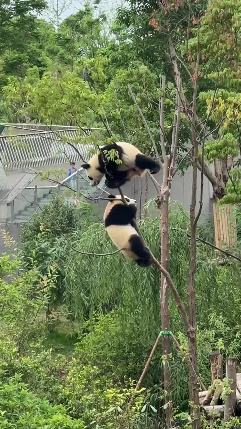 panda